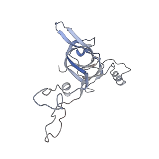 21627_6wd8_c_v1-3
Cryo-EM of elongating ribosome with EF-Tu*GTP elucidates tRNA proofreading (Cognate Structure III-A)