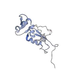 21627_6wd8_j_v1-2
Cryo-EM of elongating ribosome with EF-Tu*GTP elucidates tRNA proofreading (Cognate Structure III-A)