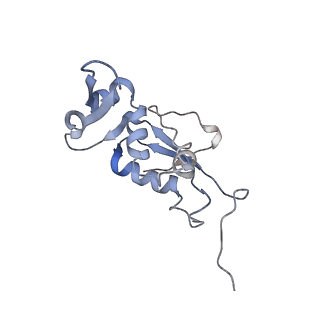 21627_6wd8_j_v1-3
Cryo-EM of elongating ribosome with EF-Tu*GTP elucidates tRNA proofreading (Cognate Structure III-A)