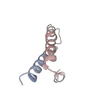 21627_6wd8_y_v1-2
Cryo-EM of elongating ribosome with EF-Tu*GTP elucidates tRNA proofreading (Cognate Structure III-A)