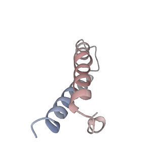 21627_6wd8_y_v1-3
Cryo-EM of elongating ribosome with EF-Tu*GTP elucidates tRNA proofreading (Cognate Structure III-A)