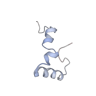 21628_6wd9_D_v1-2
Cryo-EM of elongating ribosome with EF-Tu*GTP elucidates tRNA proofreading (Cognate Structure III-B)