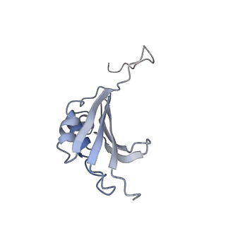 21628_6wd9_P_v1-2
Cryo-EM of elongating ribosome with EF-Tu*GTP elucidates tRNA proofreading (Cognate Structure III-B)