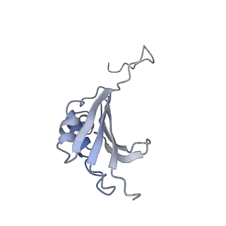 21628_6wd9_P_v1-3
Cryo-EM of elongating ribosome with EF-Tu*GTP elucidates tRNA proofreading (Cognate Structure III-B)