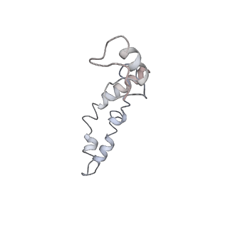21628_6wd9_S_v1-2
Cryo-EM of elongating ribosome with EF-Tu*GTP elucidates tRNA proofreading (Cognate Structure III-B)