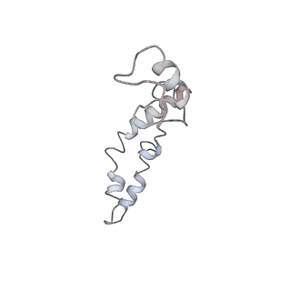 21628_6wd9_S_v1-3
Cryo-EM of elongating ribosome with EF-Tu*GTP elucidates tRNA proofreading (Cognate Structure III-B)