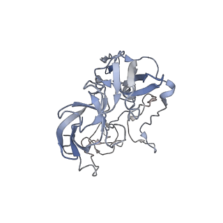 21628_6wd9_b_v1-2
Cryo-EM of elongating ribosome with EF-Tu*GTP elucidates tRNA proofreading (Cognate Structure III-B)