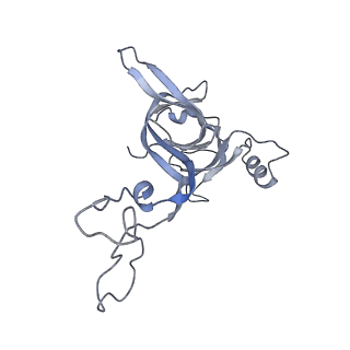 21628_6wd9_c_v1-3
Cryo-EM of elongating ribosome with EF-Tu*GTP elucidates tRNA proofreading (Cognate Structure III-B)