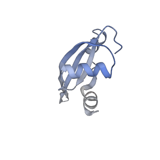 21628_6wd9_t_v1-3
Cryo-EM of elongating ribosome with EF-Tu*GTP elucidates tRNA proofreading (Cognate Structure III-B)