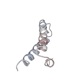 21628_6wd9_y_v1-2
Cryo-EM of elongating ribosome with EF-Tu*GTP elucidates tRNA proofreading (Cognate Structure III-B)