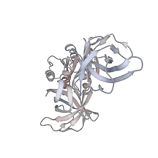 21629_6wda_8_v1-2
Cryo-EM of elongating ribosome with EF-Tu*GTP elucidates tRNA proofreading (Cognate Structure III-C)