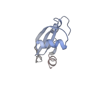 21629_6wda_t_v1-2
Cryo-EM of elongating ribosome with EF-Tu*GTP elucidates tRNA proofreading (Cognate Structure III-C)