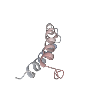 21631_6wdc_y_v1-2
Cryo-EM of elongating ribosome with EF-Tu*GTP elucidates tRNA proofreading (Cognate Structure IV-B)