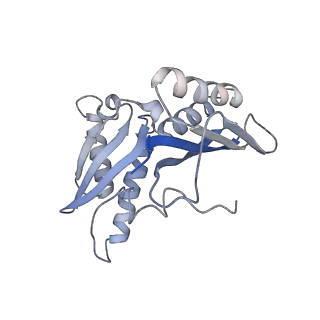 21632_6wdd_H_v1-3
Cryo-EM of elongating ribosome with EF-Tu*GTP elucidates tRNA proofreading (Cognate Structure V-A)