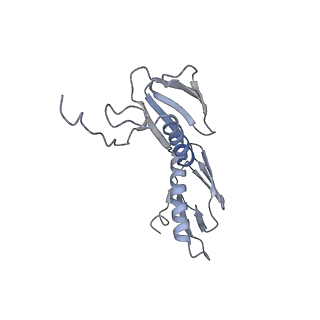 21632_6wdd_f_v1-3
Cryo-EM of elongating ribosome with EF-Tu*GTP elucidates tRNA proofreading (Cognate Structure V-A)