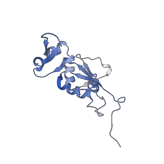 21632_6wdd_j_v1-2
Cryo-EM of elongating ribosome with EF-Tu*GTP elucidates tRNA proofreading (Cognate Structure V-A)