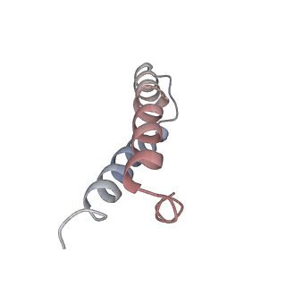 21632_6wdd_y_v1-2
Cryo-EM of elongating ribosome with EF-Tu*GTP elucidates tRNA proofreading (Cognate Structure V-A)