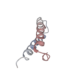 21632_6wdd_y_v1-3
Cryo-EM of elongating ribosome with EF-Tu*GTP elucidates tRNA proofreading (Cognate Structure V-A)