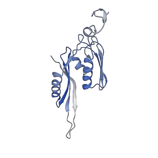 21633_6wde_J_v1-2
Cryo-EM of elongating ribosome with EF-Tu*GTP elucidates tRNA proofreading (Cognate Structure V-B)