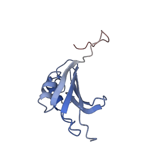 21633_6wde_P_v1-3
Cryo-EM of elongating ribosome with EF-Tu*GTP elucidates tRNA proofreading (Cognate Structure V-B)