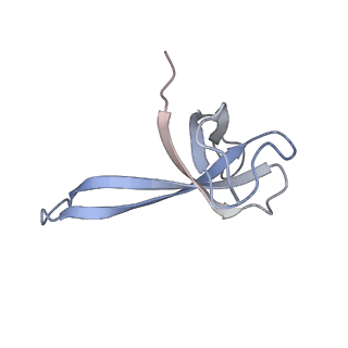 21633_6wde_V_v1-2
Cryo-EM of elongating ribosome with EF-Tu*GTP elucidates tRNA proofreading (Cognate Structure V-B)