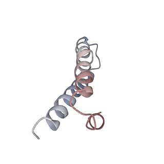 21633_6wde_y_v1-2
Cryo-EM of elongating ribosome with EF-Tu*GTP elucidates tRNA proofreading (Cognate Structure V-B)