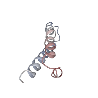 21633_6wde_y_v1-3
Cryo-EM of elongating ribosome with EF-Tu*GTP elucidates tRNA proofreading (Cognate Structure V-B)