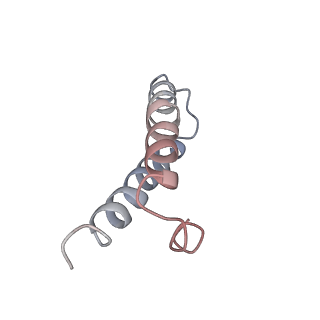 21634_6wdf_y_v1-2
Cryo-EM of elongating ribosome with EF-Tu*GTP elucidates tRNA proofreading (Cognate Structure VI-A)