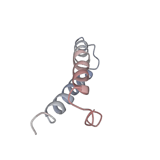 21634_6wdf_y_v2-2
Cryo-EM of elongating ribosome with EF-Tu*GTP elucidates tRNA proofreading (Cognate Structure VI-A)