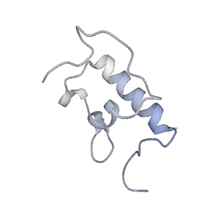 21635_6wdg_W_v1-2
Cryo-EM of elongating ribosome with EF-Tu*GTP elucidates tRNA proofreading (Cognate Structure VI-B)