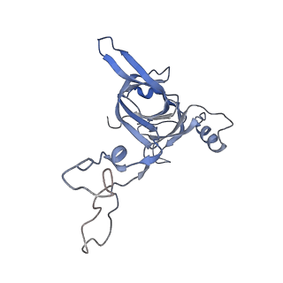 21635_6wdg_c_v1-2
Cryo-EM of elongating ribosome with EF-Tu*GTP elucidates tRNA proofreading (Cognate Structure VI-B)