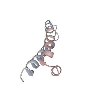 21635_6wdg_y_v1-2
Cryo-EM of elongating ribosome with EF-Tu*GTP elucidates tRNA proofreading (Cognate Structure VI-B)
