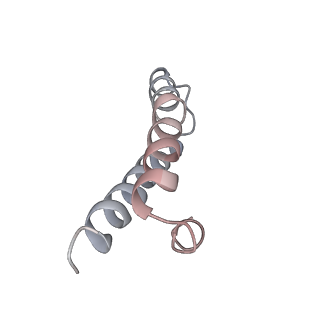 21635_6wdg_y_v2-2
Cryo-EM of elongating ribosome with EF-Tu*GTP elucidates tRNA proofreading (Cognate Structure VI-B)