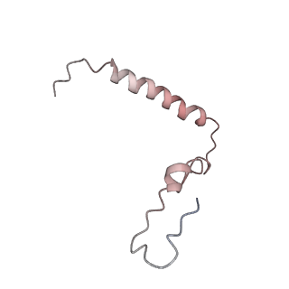 21636_6wdh_Z_v1-3
Cryo-EM of elongating ribosome with EF-Tu*GTP elucidates tRNA proofreading (Non-cognate Structure IV-B1)