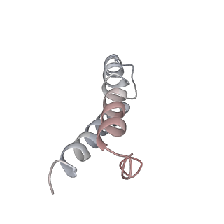 21636_6wdh_y_v1-2
Cryo-EM of elongating ribosome with EF-Tu*GTP elucidates tRNA proofreading (Non-cognate Structure IV-B1)