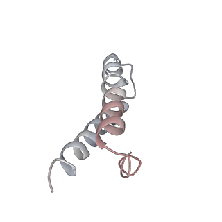 21636_6wdh_y_v1-3
Cryo-EM of elongating ribosome with EF-Tu*GTP elucidates tRNA proofreading (Non-cognate Structure IV-B1)