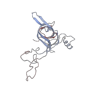 21637_6wdi_c_v1-2
Cryo-EM of elongating ribosome with EF-Tu*GTP elucidates tRNA proofreading (Non-cognate Structure IV-B2)