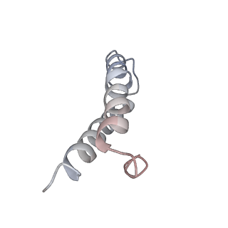 21638_6wdj_y_v1-3
Cryo-EM of elongating ribosome with EF-Tu*GTP elucidates tRNA proofreading (Non-cognate Structure V-A1)