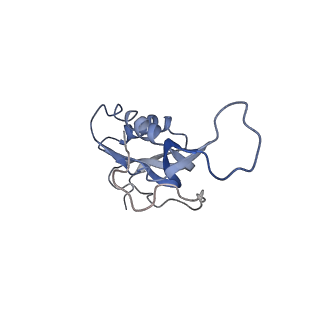 21640_6wdl_m_v1-3
Cryo-EM of elongating ribosome with EF-Tu*GTP elucidates tRNA proofreading (Non-cognate Structure V-B1)