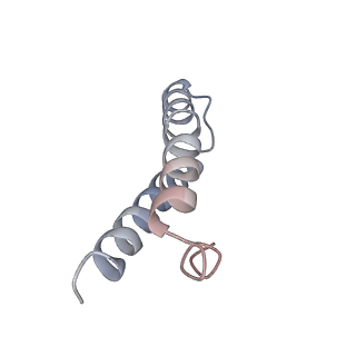 21641_6wdm_y_v1-2
Cryo-EM of elongating ribosome with EF-Tu*GTP elucidates tRNA proofreading (Non-cognate Structure V-B2)