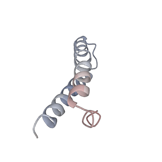 21641_6wdm_y_v1-3
Cryo-EM of elongating ribosome with EF-Tu*GTP elucidates tRNA proofreading (Non-cognate Structure V-B2)