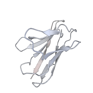 32446_7wec_K_v1-0
SARS-CoV-2 Omicron variant spike protein with three XGv347 Fabs binding to three closed state RBDs