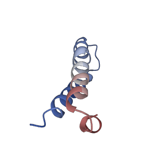 8826_5wf0_Y_v1-3
70S ribosome-EF-Tu H84A complex with GTP and near-cognate tRNA (Complex C2)