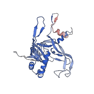 21517_6whi_B_v1-1
Cryo-electron microscopy structure of the type I-F CRISPR RNA-guided surveillance complex bound to the anti-CRISPR AcrIF9