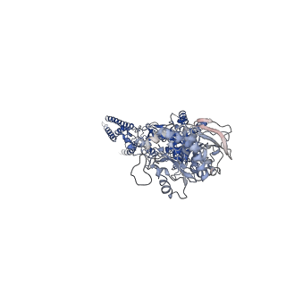 21676_6whu_C_v1-0
GluN1b-GluN2B NMDA receptor in complex with SDZ 220-040 and L689,560, class 1