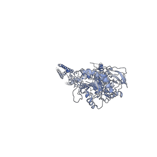 21677_6whv_C_v1-0
GluN1b-GluN2B NMDA receptor in complex with SDZ 220-040 and L689,560, class 2