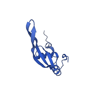 37551_8whx_W_v1-0
Cryo- EM structure of Mycobacterium smegmatis 70S ribosome and RafH.