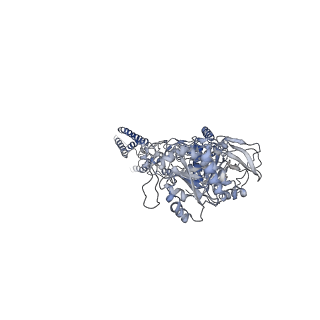 21681_6wi0_C_v1-0
GluN1b-GluN2B NMDA receptor in complex with GluN1 antagonist L689,560, class 2