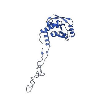 37559_8wi7_G_v1-0
Cryo- EM structure of Mycobacterium smegmatis 70S ribosome, bS1 and RafH.