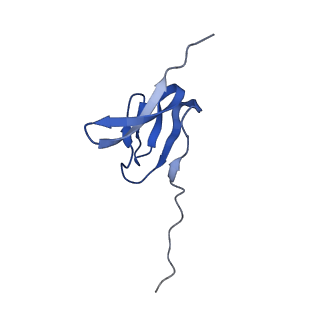 37559_8wi7_Z_v1-0
Cryo- EM structure of Mycobacterium smegmatis 70S ribosome, bS1 and RafH.